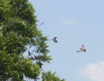 Dove Hunts